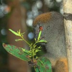 Lemure del bambù a Ranomafana
